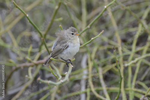 Gray Warbler-Finch (Certhidea fusca), one of Darwin's finches endemic to the Galapagos Islands.