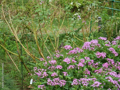 ペンタスの花に蝶がとまっている