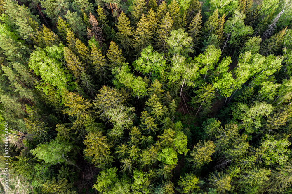 Top view of tree crowns in mixed green forest Top view of tree crowns in mixed green forest