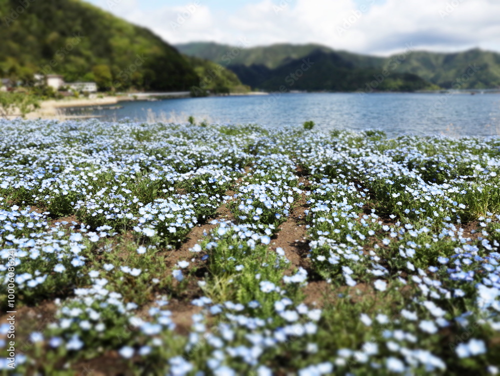 Fototapeta premium flowers in the field