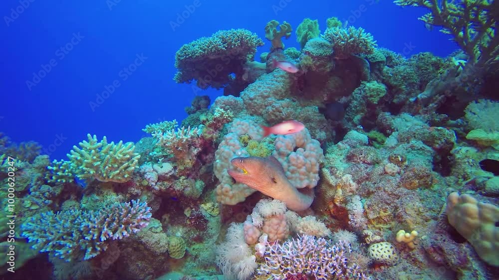 Anthia shoal reef edge. Anthia shoal reef edge.
