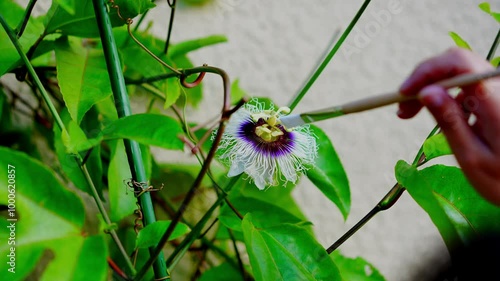 pollinating the  passion  flower  in the vine by brush