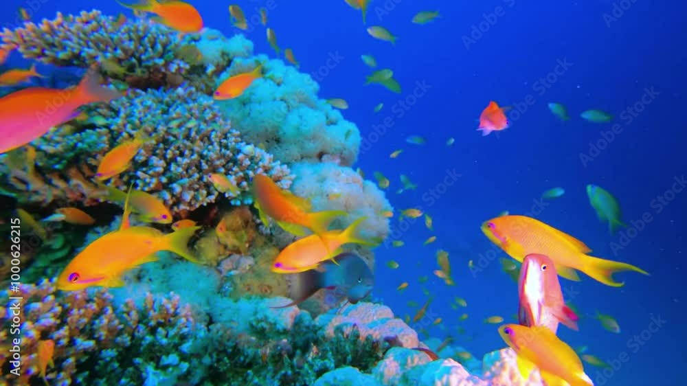 Anthia shoal reef edge. Anthia shoal reef edge.