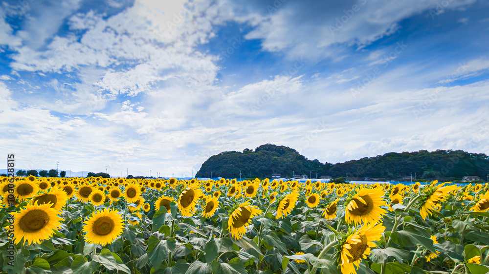 Obraz premium 夏の光を浴びて 