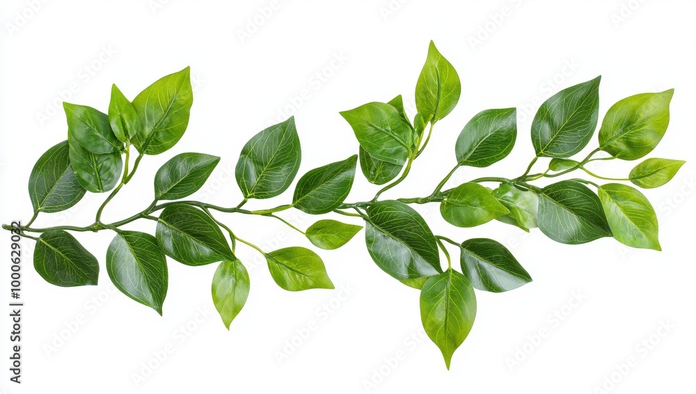 Fototapeta premium Green Leaves Branch on White Background