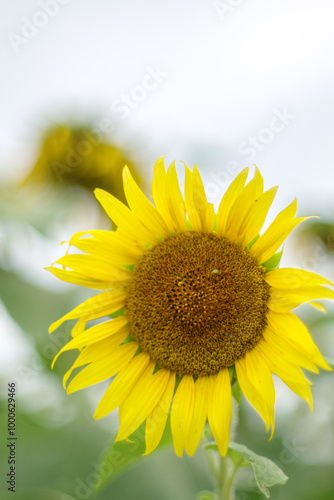 夏の花といえば黄色いヒマワリ
 photo