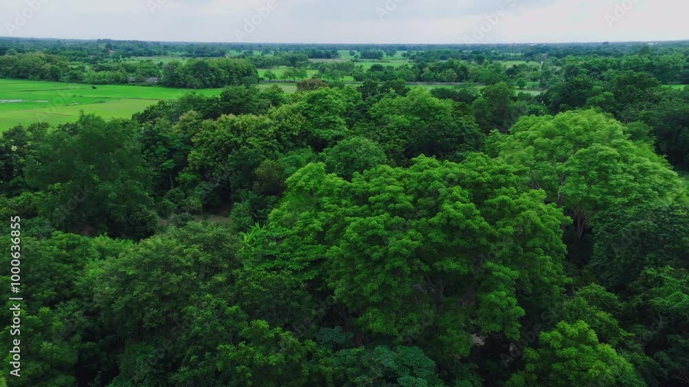 Explore Lush Green Forests in a Serene Landscape Showcasing Nature's Beauty and Tranquility During a Calm Afternoon Explore Lush Green Forests in a Serene Landscape Showcasing Nature's Beauty and Tranquility During a Calm Afternoon