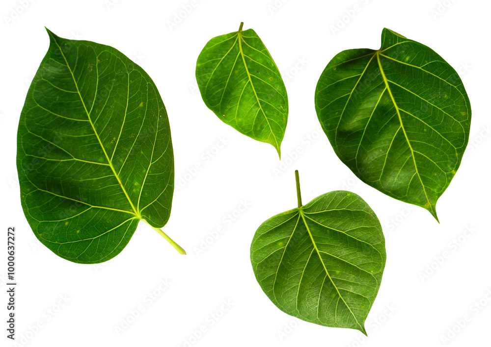 Naklejka premium Ficus religiosa green leaves isolated on white background