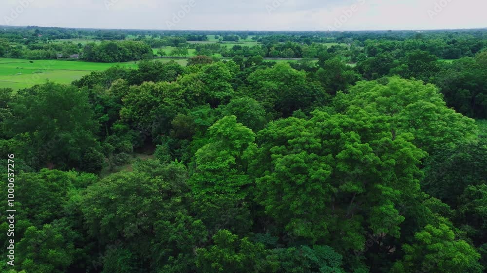 Aerial View of Lush Green Forest Landscape in Rural Area Under Cloudy Sky During Late Afternoon Aerial View of Lush Green Forest Landscape in Rural Area Under Cloudy Sky During Late Afternoon