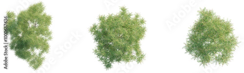 Azadirachta indica 2 tree plan top view cutout isolate photo