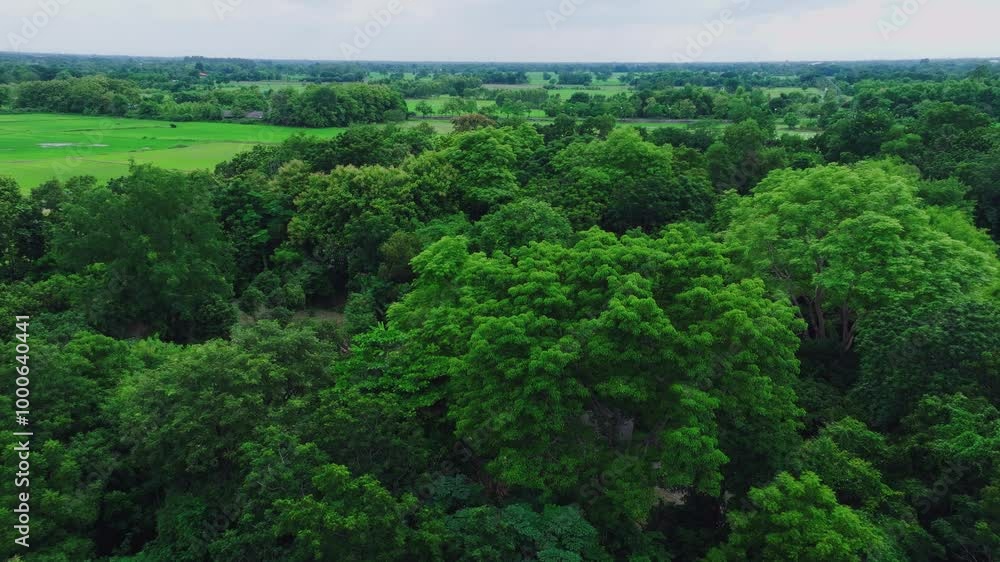 Aerial View of Lush Green Forest Landscape in Rural Area Under Cloudy Sky During Late Afternoon Aerial View of Lush Green Forest Landscape in Rural Area Under Cloudy Sky During Late Afternoon