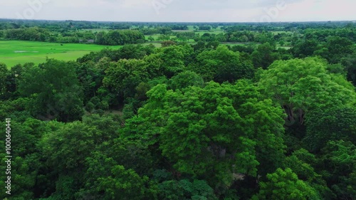 Wallpaper Mural Aerial View of Lush Green Forest Landscape in Rural Area Under Cloudy Sky During Late Afternoon Torontodigital.ca