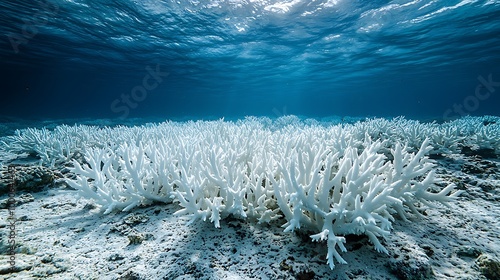 Fototapeta Naklejka Na Ścianę i Meble -  A bleached coral reef lies underwater, a stark testament to ocean warming and climate change.