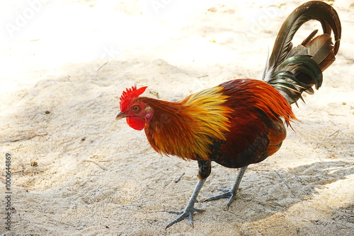 Close up portrait of Beautiful Chicken, Rooster on field - カラフルな雄鶏 photo