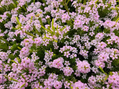 Pink white flowers in bloom