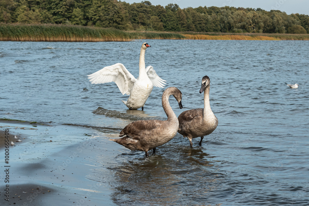 Swans on banks of Curonian Lagoon on Curonian Spit in village Lesnoy. Russia