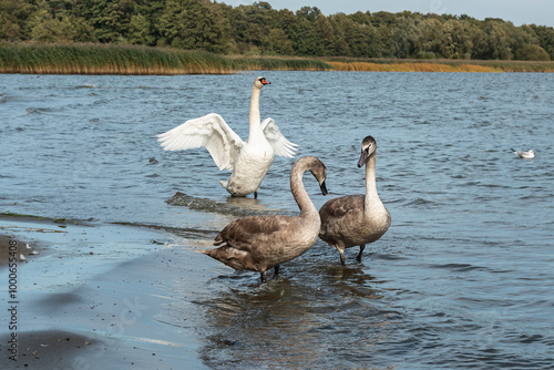 Obraz na płótnie Swans on banks of Curonian Lagoon on Curonian Spit in village Lesnoy. Russia w salonie
