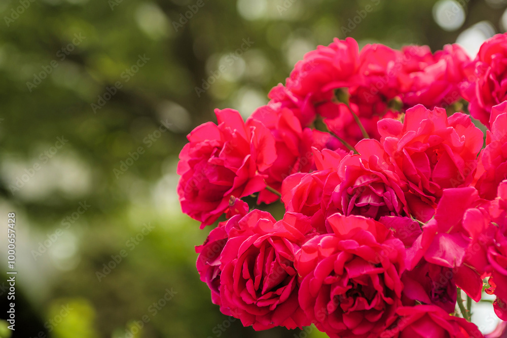 Fototapeta premium Bouquet of vibrant red roses (Rosa rubiginosa) in rural South Korea