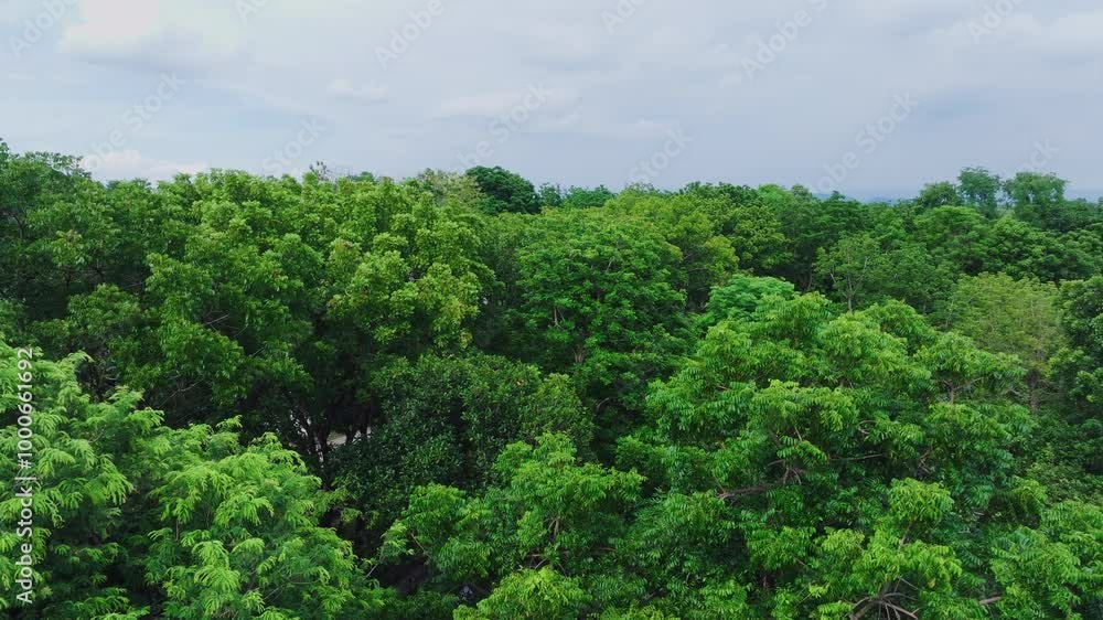 Explore Lush Greenery in a Thriving Forest During Early Morning Hours Explore Lush Greenery in a Thriving Forest During Early Morning Hours