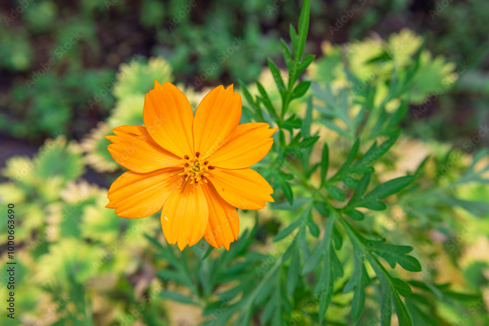 Close up bright blooming yellow cosmos flowers, in the beautiful morning sunlight. (Cosmos sulphureus, sulfur cosmos ,garden cosmos, Mexican aster, Cosmos bipinnatus) Close up bright blooming yellow cosmos flowers, in the beautiful morning sunlight. (Cosmos sulphureus, sulfur cosmos ,garden cosmos, Mexican aster, Cosmos bipinnatus)