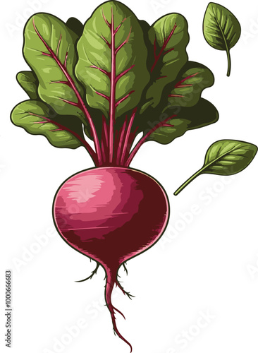 beetroot clip art vector