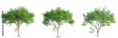 Millettia pinnata tree 4k png cutout transparent photo