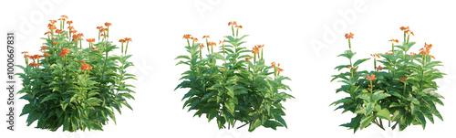 Crossandra infundibuliformis  tree 4k png cutout transparent photo