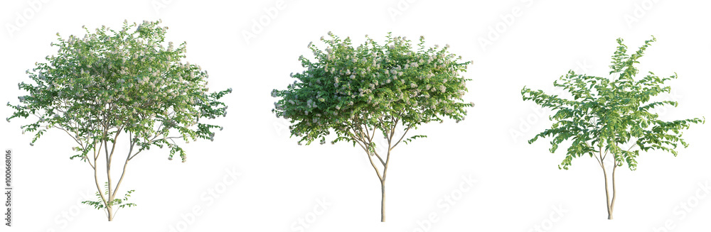 Nyctanthes arbor tristis tree 4k png cutout transparent Nyctanthes arbor tristis tree 4k png cutout transparent