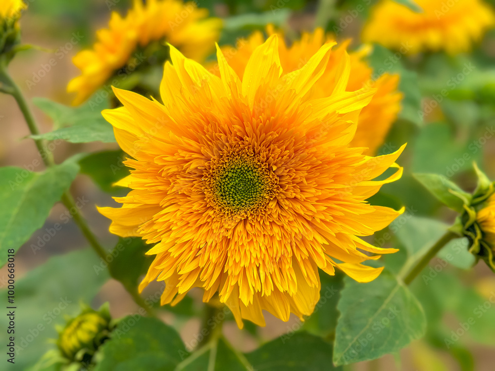 Obraz premium Blooming sunflower farm field, big bright yellow sunflower, agriculture concept harvest. Growing seeds for oil