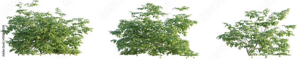 Artabotrys odoratissimus tree 4k png cutout transparent Artabotrys odoratissimus tree 4k png cutout transparent