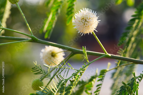 White Popinac Flower (Leucaena leucocephala) – Also Known as River Tamarind, Lead Tree, or Wild Tamarind Flower. photo