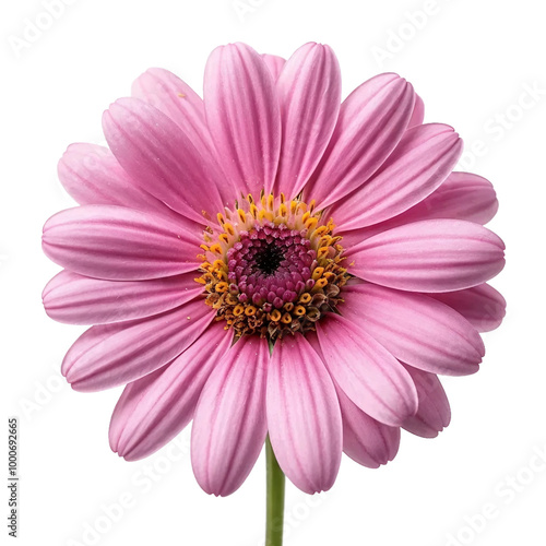 Pink gerber daisy isolated on white and transparent background