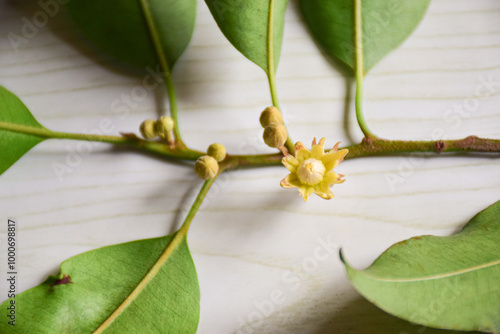 Spanish Cherry flowers on a wooden floor, Bullet Wood (Mimusops elengi), top view. photo