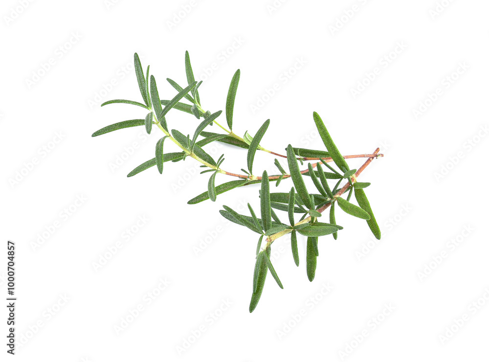 Rosemary isolated on white background Rosemary isolated on white background