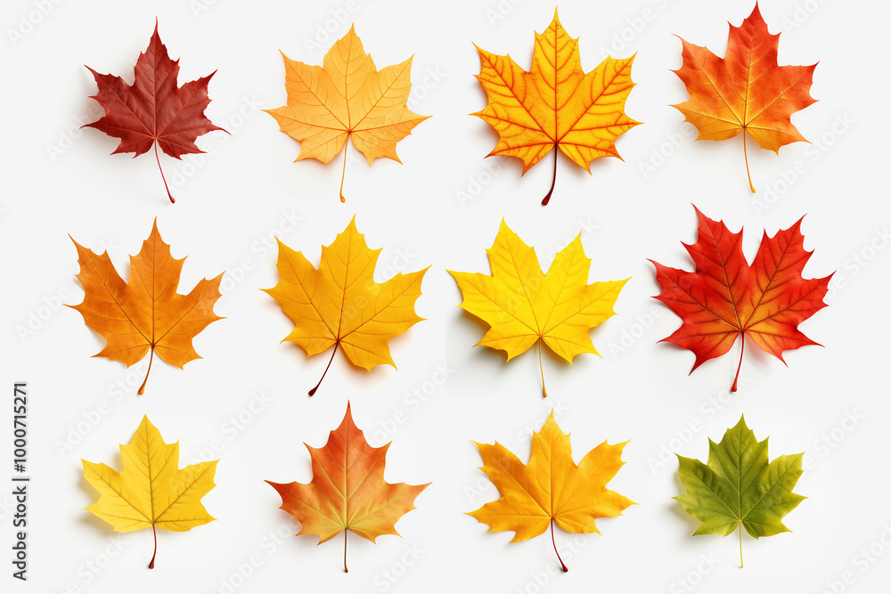 Collection of autumn maple leaves on white background Collection of autumn maple leaves on white background