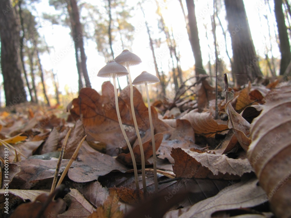 mushrooms in the forest mushrooms in the forest