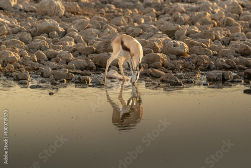 Springbok, Antidorcas marsupialis, Kgalagadi Transfrontier Park, Kalahari desert, South Africa photo