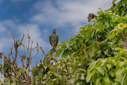 rare species of parrot (Amazona kawalli) Colombian rainforest photo