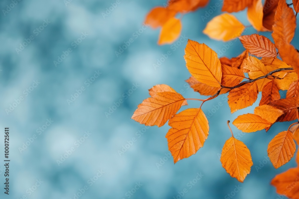 Colorful autumn leaves on a blurred background Colorful autumn leaves on a blurred background