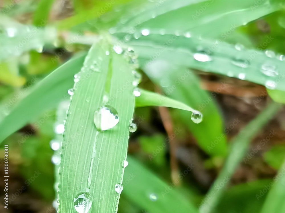 raindrops on the leaf raindrops on the leaf