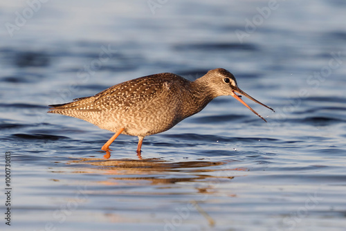 Spotted redshank (Tringa erythropus) photo