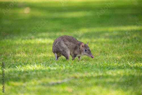 Bandicoot on the lawn