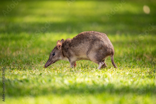 Bandicoot on the lawn photo