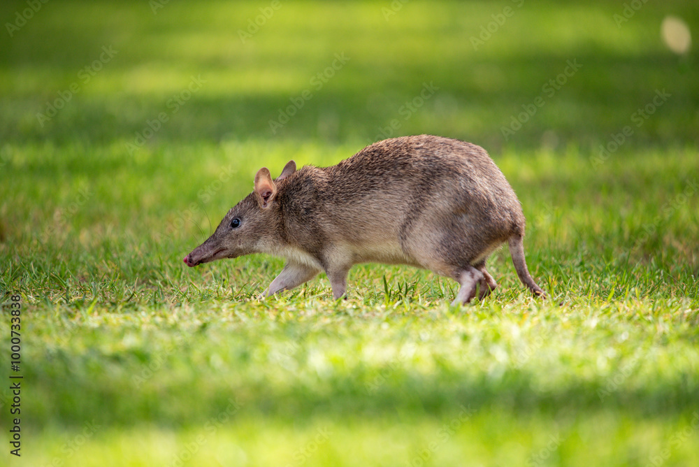 Fototapeta premium Bandicoot on the lawn