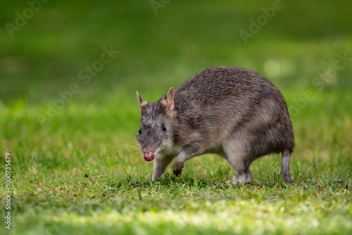 Bandicoot on the lawn photo