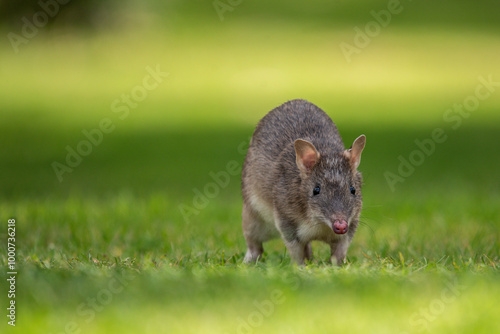 Bandicoot on the lawn