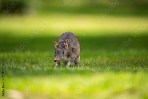 Bandicoot on the lawn photo