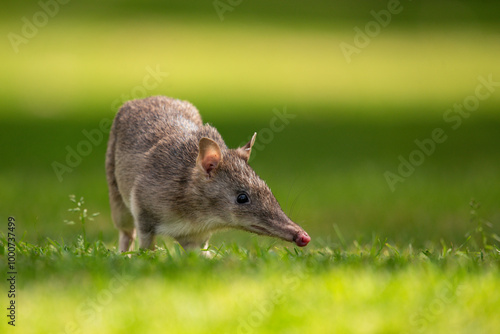 Bandicoot on the lawn photo