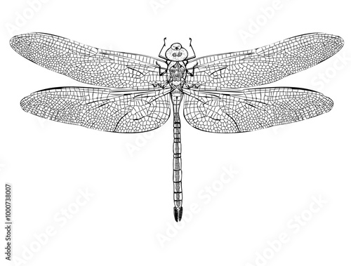 Vector monochrome dragonfly illustration