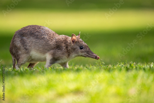 Bandicoot on the lawn
